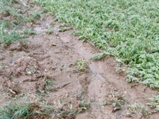 Maltempo in una zona della Sila, Coldiretti: Duro colpo per gli agricoltori