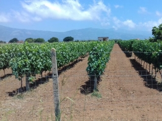 Vendemmia 2022, Coldiretti Calabria: siccità, alte temperature denominatore comune del vigneto Calabria