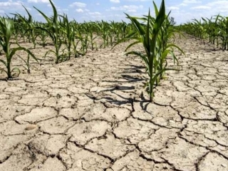 Coldiretti Calabria: Per la siccità calata la produzione. Accertare i danni