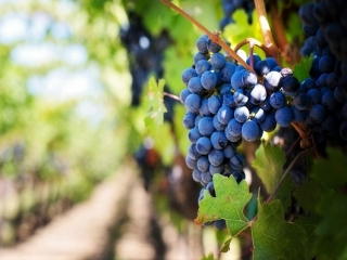 La filiera vitivinicola al centro dell’attenzione del Gal Valle del Crati e della promozione della Regione