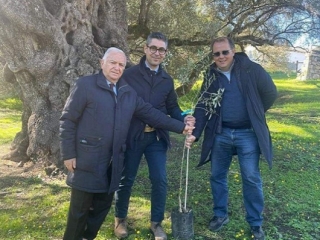 Giornata mondiale dell’olivo, il Consorzio Olio di Calabria Igp regala ulivo cultivar a Villacidro (Ca)