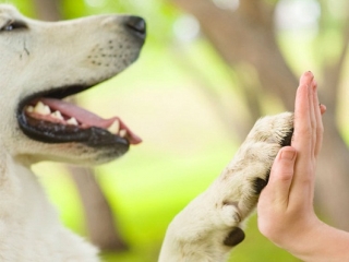 Corsi di formazione per operatori di Pet therapy: convenzione tra Università Magna Graecia Coldiretti
