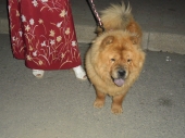 La prima edizione de “Il cane più bello” vinta da “Luna”, razza chow chow