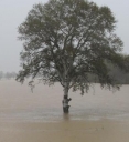 Alluvione, numerosi danni all’agricoltura. Attivato fondo solidarietà nazionale