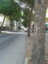 Radici alberi sulla strada, sopralluogo Comune, Anas, Polizia stradale e Corpo Forestale
