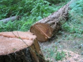 Sette alberi pericolanti saranno abbattuti. Tecnici comunali al lavoro dal 27 settembre