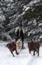 Oggi tappa in Sila di Sleddog di “Dogs on the Snow”