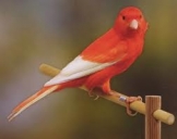Il 27 e 28 novembre l’ottava “mostra ornitologica”