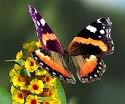 Nei giardini letterari di Modena volano le farfalle. Domani uno sciame di coloratissimi insetti sarà liberato a palazzo Santa Margherita