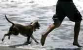 Proposta di iniziativa popolare pro spiaggia libera per cani. Il sindaco Mastromauro: sarà discussa in Consiglio
