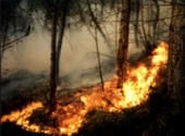 Incendi boschivi: risultato positivo per la prevenzione