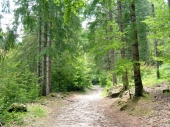 230mila euro per la tutela dei boschi
