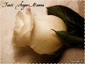 Oggi e domani  “Per ogni mamma una rosa, per ogni rosa una speranza”