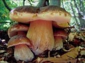 Un corso utile a tutti per imparare l’arte della corretta raccolta dei funghi  Appello di Marco Ambrogio ai cercatori: “Non sottovalutate le regole”