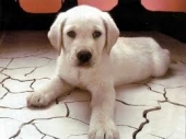 Il Comune di Sezze promuove la campagna di adozione “Adotto un cane perché…”