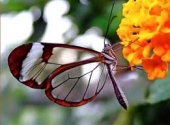 Farfalle e altri insetti, ultima escursione degli appuntamenti al Contrafforte